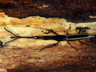 Brentus sp. (Coleoptera: Brentidae; Francouzská Guyana)